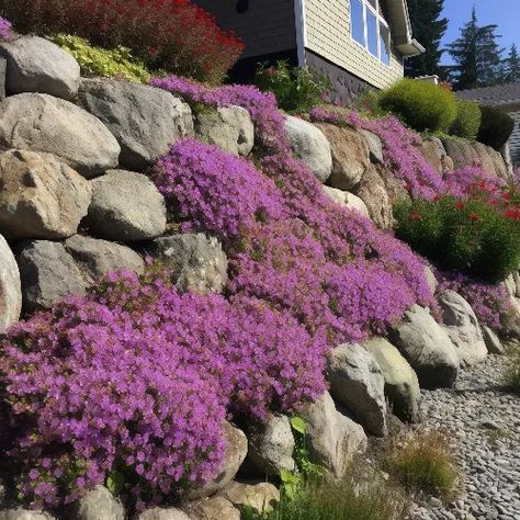 Best Plants For A Rock Garden - The Seeded Garden Flowers For Rock Garden, Perennial Rock Garden Ideas, Rock Cress Plant, Rock Wall Landscape, Rock Wall Gardens, Rock Flower Beds, Wall Gardens, Garden Preparation, Rockery Garden