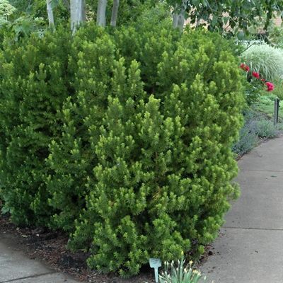 Ten Screening Shrubs for Shade Screening Shrubs, Tall Shade Plants, Hicks Yew, Deer Resistant Shade Plants, Shrubs For Shade, Fast Growing Privacy Shrubs, Shrubs For Borders, Evergreens For Shade, Colorado Garden