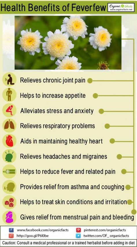 Feverfew is a good remedy to treat headaches, and helps to relieve stress, boost immunity, reduce pain, break fever, ease menstrual discomfort, & increase appetite Migraine Help, Herbal Therapy, Calendula Benefits, Increase Appetite, Lower Inflammation, Coconut Health Benefits, Fever Reducer, How To Relieve Headaches, Healing Herbs