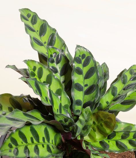 How to Care for a Calathea Rattlesnake Plant | easyplant Watering Indoor Plants, Calathea Rattlesnake, Rattlesnake Plant, Rainforest Habitat, Calathea Plant, Self Watering Pots, Prayer Plant, Water Me, Ceramic Pots