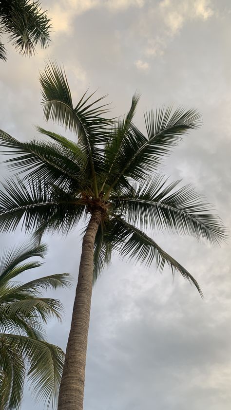 Palm Tree Wallpaper Iphone, Tree Wallpaper Iphone, Palm Trees Wallpaper, Blue Flower Wallpaper, Instagram Background, Wallpaper Iphone Christmas, Minimalist Photography, Macbook Wallpaper, Flower Phone Wallpaper