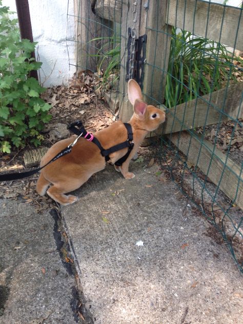 This is my rabbit rascal. He is sometime stubborn but a lover. He is a red mini rex. Mini Rex Bunny, Rex Bunny, Rex Rabbits, Mini Rex Rabbit Colors, Mini Rex Rabbit, Rex Rabbit Fur Coat, Rex Rabbit, Pet Stuff, White Rabbit