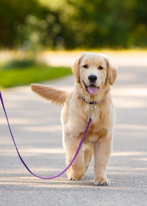 Daily Dose - January 21, 2018 - Walk Ready - Golden Retriever Puppy     2018©Barbara O'Brien Photography - All Rights Reserved Farm Photography, Golden Retriever Puppy, Retriever Puppy, January 21, All Images, Daily Dose, All Rights Reserved, Golden Retriever, Buffalo