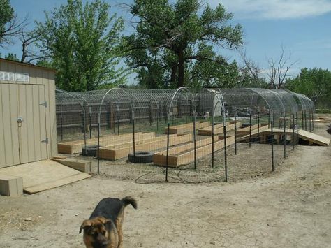 I love the chicken mote! why didn't I think of this? Chicken Moat, Chicken Flock, Chicken Pen, Chicken Keeping, Chicken Ideas, Chicken Run, Best Chicken Coop, Electrical Conduit, Backyard Flocks