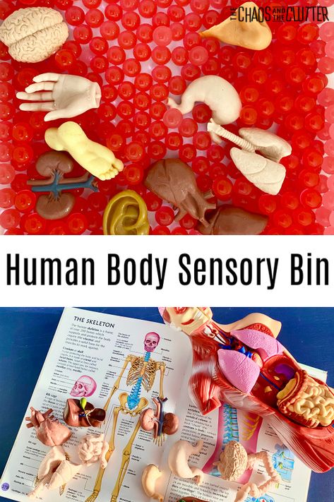 It may be a little gross, but this human body sensory bin is a great hands-on learning through play opportunity for students. #science #homeschooling #classroomideas #sensorybins #learningthroughplay #handsonlearning Human Body Sensory Table, Human Body Tuff Tray, My Body Sensory Bin, Human Body Sensory Bin, Body Sensory Bin, Human Body Activities For Kids, Body Activities For Kids, Anatomy Activities, Human Body Printables