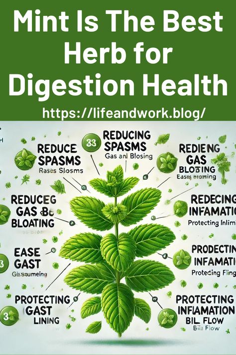 Mint Is The Best Herb for Digestion Health Mint Health Benefits, Mint Benefits Health, Herbs For Digestion, Digestion Health, Drying Mint Leaves, Mint Herb, Gerd Symptoms, Fruit Flowers, Gut Healing