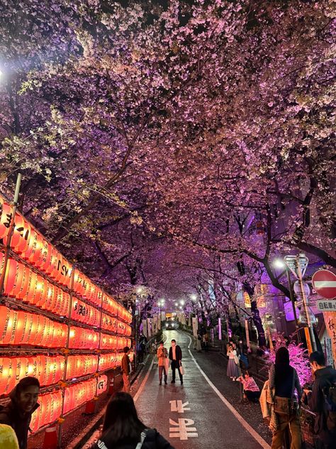 Sakura Tokyo, Aesthetic Landscapes, Cherry Blossom In Japan Travel, Japan Cherry Blossom Festival, Sakura Season Japan Aesthetic, Sakura Festival Japan, Sakura Season, Sakura Season Japan, Pretty Scenery