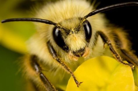 Bees recognize human faces using feature configuration -- ScienceDaily Bee Face, Sidney Australia, Human Faces, Bees And Wasps, A Bug's Life, Soap Packaging, Macro Photos, Animal Sketches, Bees Knees