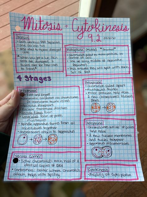 biology 9.2, high school, education, science, note taking, freshman, sophomore, junior, bio, biology, senior, school, middle school, study, cellular reproduction, mitosis, cytokinesis, interphase, prophase, metaphase, anaphase, telophase Prophase Metaphase Anaphase Telophase, Aesthetic School Notes Ideas Science, Note Taking Biology, Meiosis Notes Aesthetic, Biology Notes Mitosis, Biology Lessons High School, Cytokinesis Mitosis, Prophase Mitosis, Bio Notes Ideas