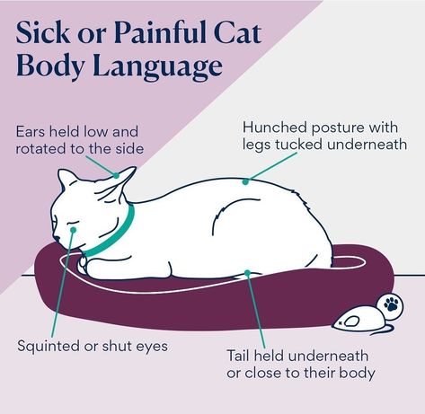 Cats Essentials, Cat Body Language, Thinking Cat, Cat Information, Love 101, Cat Tips, Cat Whisperer, Cat Language, Cat Body