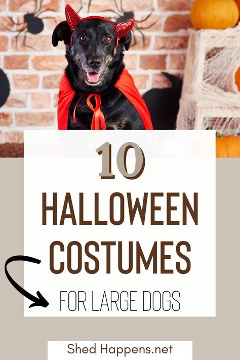 Big Dog Halloween Costumes, Large Black Dog, Big Dog Costumes, Dog Costumes Halloween Large, Adorable Halloween Costumes, Dog Costume Ideas, Large Dog Costumes, Best Dog Halloween Costumes, Diy Dog Costumes