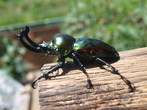 Rainbow Stag Beetles - Brown's Beetles Beetle Side View, Rhino Beetle, Stag Beetle, Gesture Drawing, Beetles, Side View, The Rainbow, Reptiles, Bugs