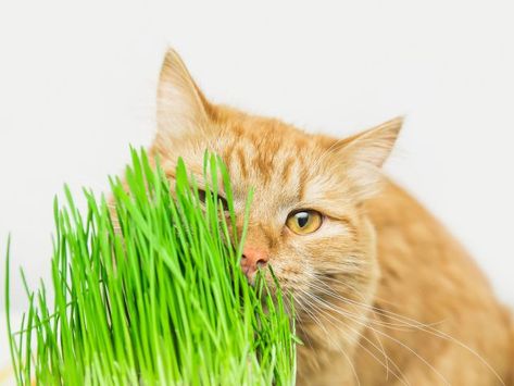 How To Build A Cat Grass & Catnip Planter: A Green Treat For Your Feline Friend Cat Grass Planter, Grass Growing, Cat Grass, Cat Purr, Jungle Cat, What Cat, Cat Care Tips, Organic Soil, Cat Garden