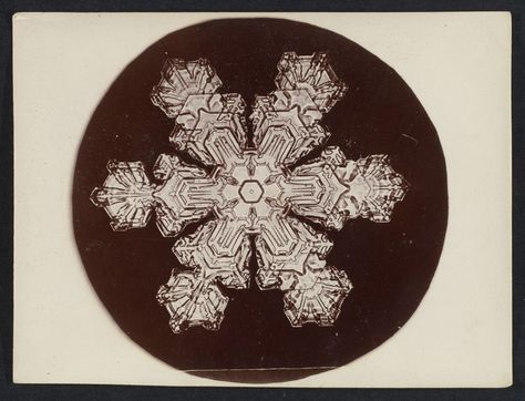 first ever photos of snowflakes by wilson alwyn bentley 11 In 1885 Wilson Bentley Took the First Ever Photographs of Snowflakes (23 Photos) Snowflake Bentley, Snowflake Images, Tiny Miracles, Snowflake Photos, Snow Crystal, Gelatin Silver Print, First Photograph, Historical Characters, Historical Maps