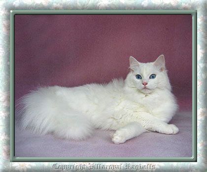 White Ragdoll Cat, Ragdoll Cat Breeders, Color Point Ragdoll, Cream Point Ragdoll, Bicolor Ragdoll, Blue Bicolor Ragdoll Cat, Blue Mitted Ragdoll, Ragdoll Kittens, Bright Blue Eyes