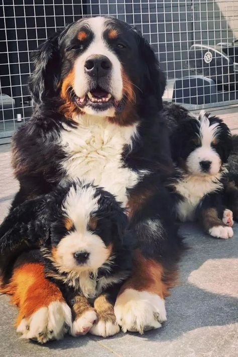 Are you looking for some awesome Bernese Mountain Dog names? Maybe you’ve just adopted a Berner into your family and you’re wondering what you should call your new best friend. Or maybe you’re just curious about the names that other pet parents have chosen for their pups. . Click the LINK to read the full article. Bernese Mountain Dog Names, Burnese Mountain Dog, Berner Dog, Service Dogs Breeds, Burmese Mountain Dogs, Great Dog Names, Bernese Mountain Dogs, Best Dog Names, Dogs Pictures