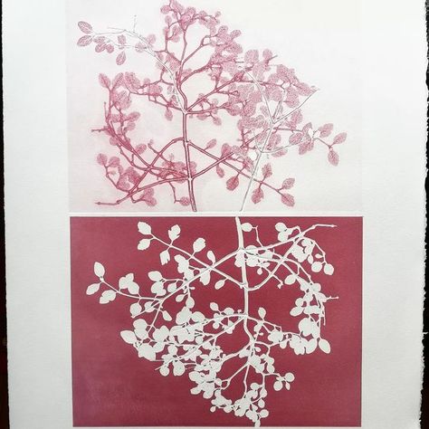 Stine Fält-hansen on Instagram: "Upside down print. Monotype and ghost print technique made with real plants. The printplate has been prinetet two times. It makes the print size 56 x 38 cm. Papersize app 78 x 53 cm. #printmaking #monotype #ghostprint" Printmaking Monotype, Monotype Prints, Graphic Techniques, Studio Drawing, Printmaking Studio, Ghost Print, Drawing Inspo, A Level Art, Real Plants