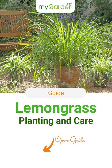 Lemongrass is a popular flavor in Asian cuisine. Fresh lemongrass tastes especially intense, with the dried alternative being a poor replacement. You can buy fresh lemongrass in most world food stores but you can also easily grow this flavorsome grass yourself. Learn in this mygarden-guide how to plant Lemongrass yourself and everything you need to know about it. #mygardencom #mygarden #lemongrass #gardentips Grow Lemongrass, Lemongrass Plant, Lemongrass Tea, Herb Gardening, Aromatic Plant, World Food, Organic Fertilizer, Potting Soil, Medicinal Plants