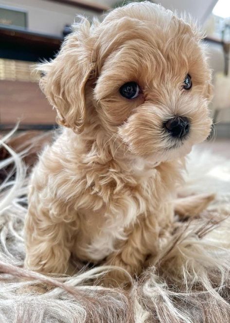 Available maltipoos – Noble Maltipoos | Teacup puppies maltese, Puppy kisses, Maltipoo puppy Small Cute Puppies, Teacup Maltipoo, Puppies Maltese, Puppies Teacup, Maltipoo Dog, Cute Teacup Puppies, Wallpaper Dog, Tattoo Dog, Cat Patio