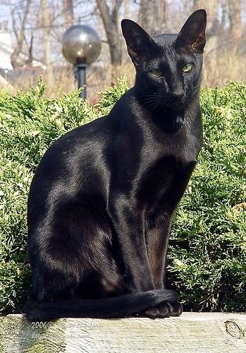 Catcat (Catwoman) つやつや〜 Fluffy Black Cat, A Black Cat, Domestic Cat, Cat Aesthetic, Cute Kittens, Warrior Cats, Pretty Cats, Beautiful Cats, 귀여운 동물