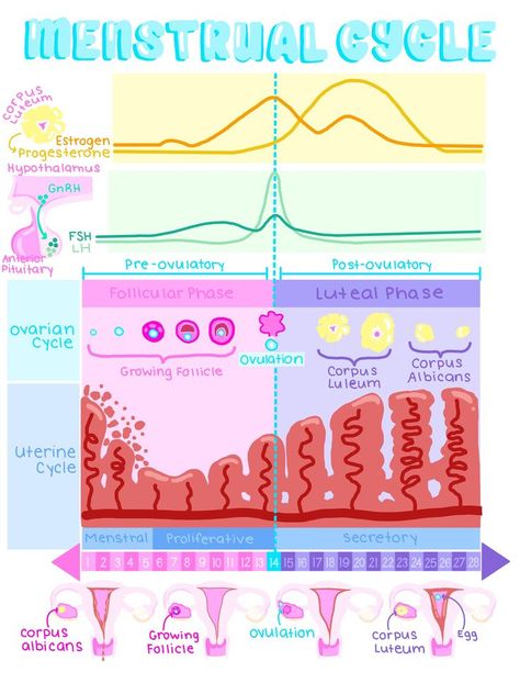 Cycle Poster, Aesthetic Medical, Midwifery Student, Medical Notes, Medicine Notes, Teaching Secondary, Basic Anatomy And Physiology, Nurse Study Notes, Biology Facts