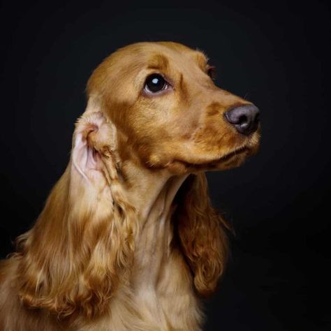 Cocker Spaniel Ear Care and Cleaning Guide | Paws and Learn Matted Hair, Cleaning Guide, English Cocker, Ear Care, English Cocker Spaniel, Cocker Spaniels, Floppy Ears, Ear Cleaning, Ear Hair