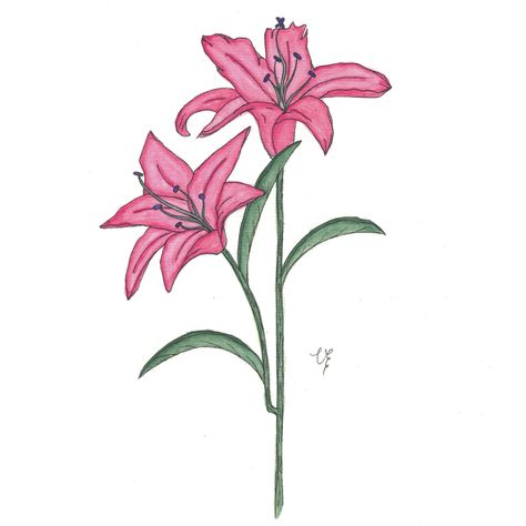 Lilium Drawing, Lily Drawing Aesthetic, Lilys Aesthetic Flower Drawing, Pink Lily Flower Drawing, Lily Flower Drawing Color Pencil, Lily Illustration Flower, Lilies Drawing, Diy Pottery Painting, Cartoon Painting