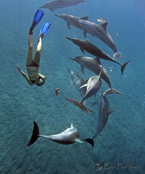 Swim With Dolphins, Fauna Marina, Marine Biologist, Marine Biology, Ocean Creatures, Underwater Photography, In The Ocean, Sea World, Sealife