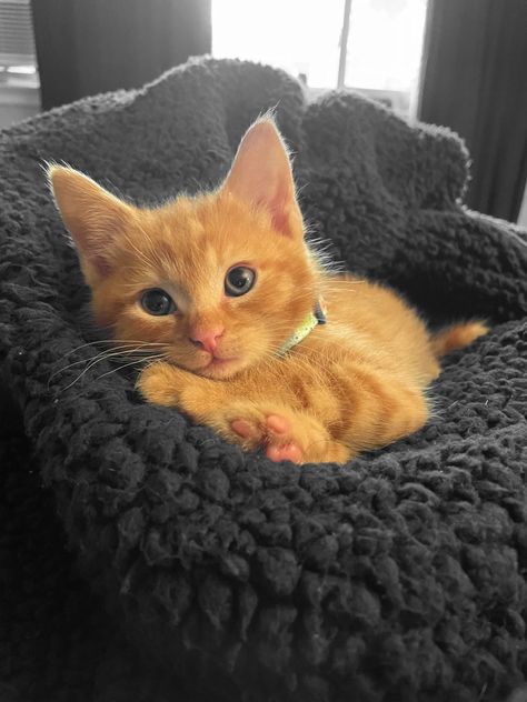 Tabby Kitten Orange, Tabby Kitten, Puppies And Kitties, Silly Cats Pictures, Orange Tabby Cats, Orange Cats, Orange Tabby, Obi Wan Kenobi, Cat Aesthetic