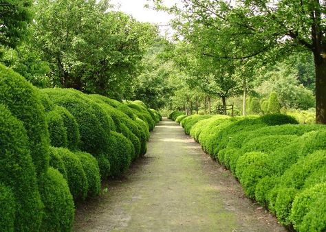 American Boxwood, Japanese Boxwood, Boxwood Landscaping, Boxwood Garden, British Garden, Formal Gardens, Traditional Garden, Rooftop Garden, Chelsea Flower Show