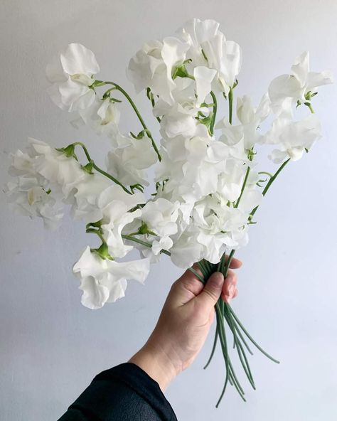 Wedding Bouquets Sweet Peas, White Sweet Pea Flowers, Stock White Flower, White Sweet Pea Bouquet, White Iris Flower Aesthetic, Sweet Pea Flower Bouquet, White Delphinium Bouquet, Sweet Peas Bouquet, White Iris Bouquet