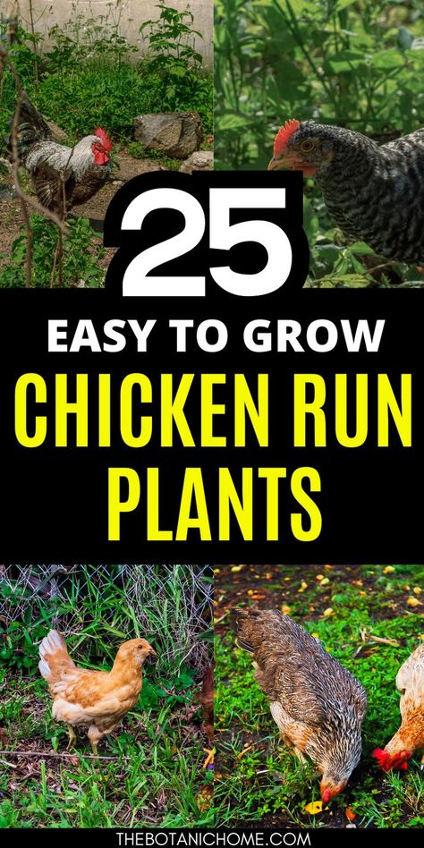 plants for chickens in a chicken run with urban and backyard chickens Quail Aviary With Plants Diy, Plants For Chickens, Urban Chicken, Chicken Coop Ideas, Quail Coop, Urban Chicken Farming, Portable Chicken Coop, Urban Chickens, Chicken Coop Run