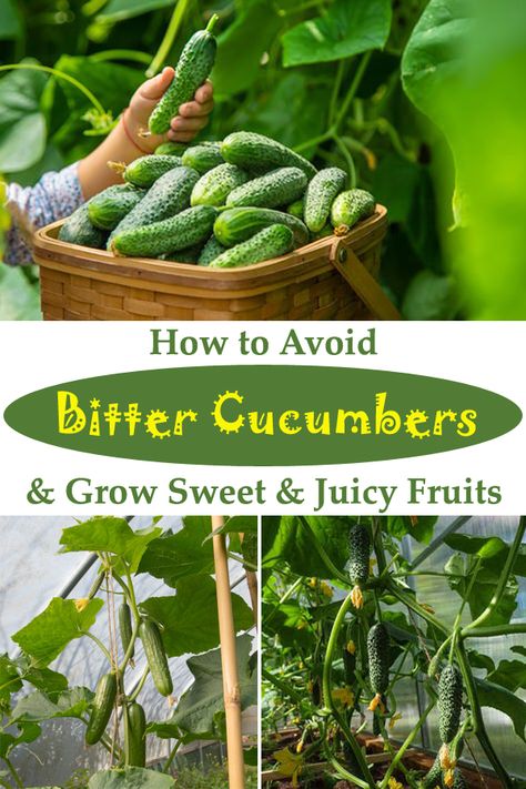 What To Do With Bitter Cucumbers, Growing Pickling Cucumbers, When To Harvest Cucumbers, Bitter Cucumber, Grow Cucumbers Vertically, Gardening Cucumbers, Plant Cucumbers, Bitter Cucumbers, Cucumber Varieties