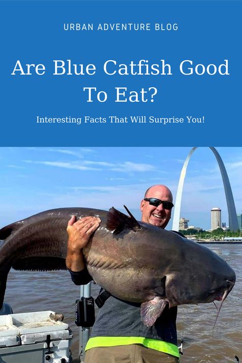 Blue Catfish Recipes, Grilled Catfish Recipes, Grilled Catfish, Big Catfish, Barrel Grill, Blue Catfish, Catfish Recipes, Catfish Fishing, All Fish