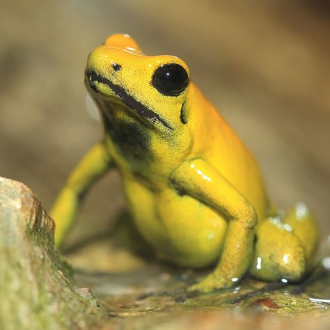 Golden Poison Dart Frog • Facts • Rainforest Animals Poison Arrow Frog, Frog Facts, Golden Frog, Frog Sketch, Poison Arrow, Poison Frog, Frog Eye, Red Eyed Tree Frog, Poison Dart