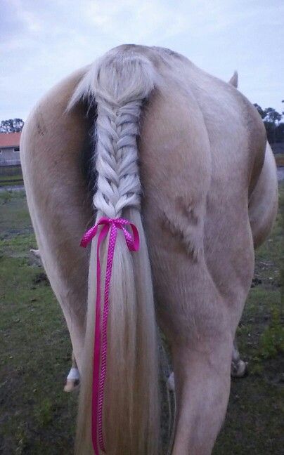 Horse French braided tail Loose French Braid, Horse Braids, Horse Mane Braids, Horse Braiding, Loose French Braids, Braids Pictures, Tail Braids, Horse Pics, Horse Mane