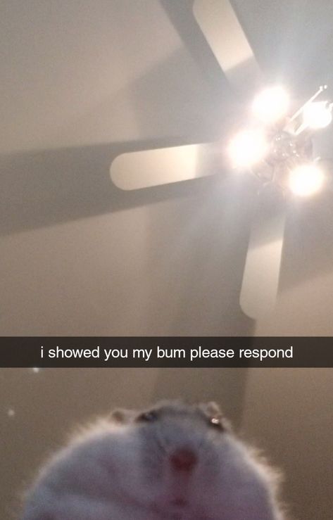 i showed you my bum please respond #hamster #hamsters #rodent #pet Please Respond, Hamster Pics, Funny Rats, Funny Hamsters, Cute Rats, Cute Hamsters, Silly Animals, Weird Creatures, Funny Cat Pictures