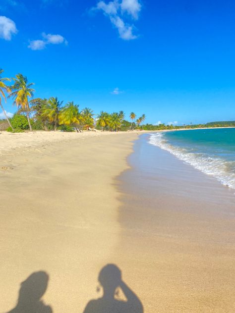 #puertorico #Beach #vacation #vacay #bluewater #island #palmtrees #summer #getaway #travel #bestbeaches #horsebeaches #caribbean #travelguide #vieques #viequesisland Vieques Puerto Rico, Summer Getaway, Beach Vacation, Puerto Rico, Palm Trees, Travel Guide, Vision Board, Horses, Travel