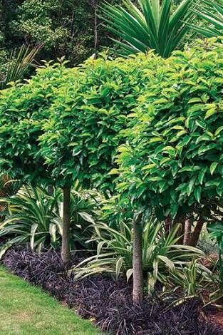 Garden Ideas Nz, Portuguese Laurel, Hedges Landscaping, Garden Hedges, Hedging Plants, Landscaping Inspiration, Have Inspiration, Native Garden, Front Yard Garden