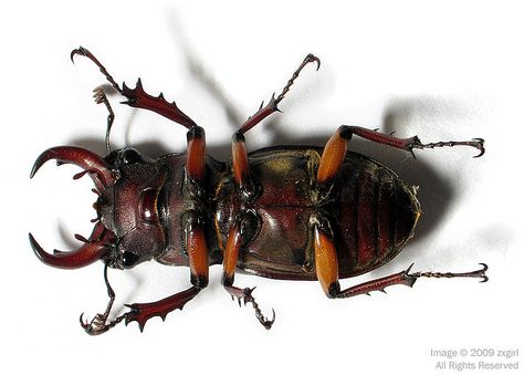 Reddish-brown Stag Beetle Lucanus capreolus Beetle Underside, Beetle Reference, Beetle Warrior, Beetle Borgs, Lucanus Cervus, Bug Games, Rhino Beetle, Beetle Art, Beetle Insect