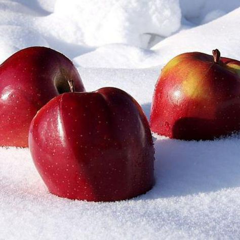 Red Apple Aesthetic, Winter Angel, Winter Candy Apple, Drama Club, Candy Apple, Candy Apples, Cotton Wool, Red Apple, Creative Fashion