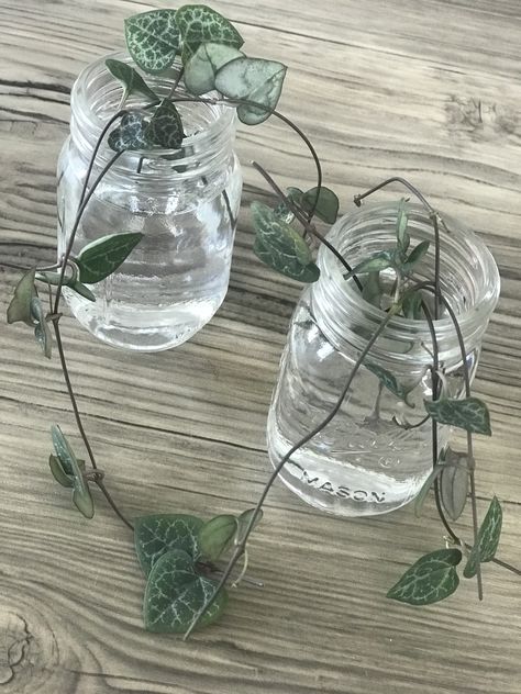 Houseplant Propagation, Water Propagation, Ceropegia Woodii, Chain Of Hearts, String Of Hearts, Mini Mason Jars, Propagating Succulents, Wardrobe Room, House Plant Care