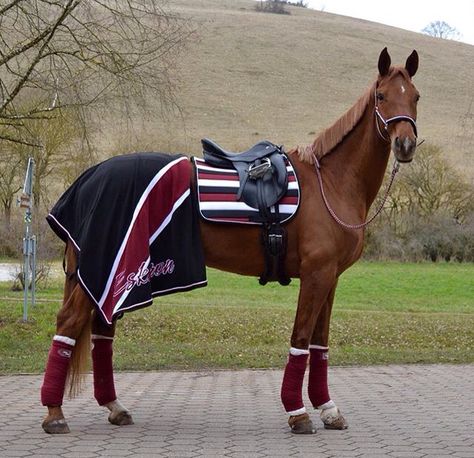 Burgundy Chestnut Horse Tack Colors, Horse Rider Outfit, Horse Quotes Funny, Equestrian Outfit, Horse Riding Outfit, Horse Fashion, Horse Equipment, Horse Accessories, Dressage Horses