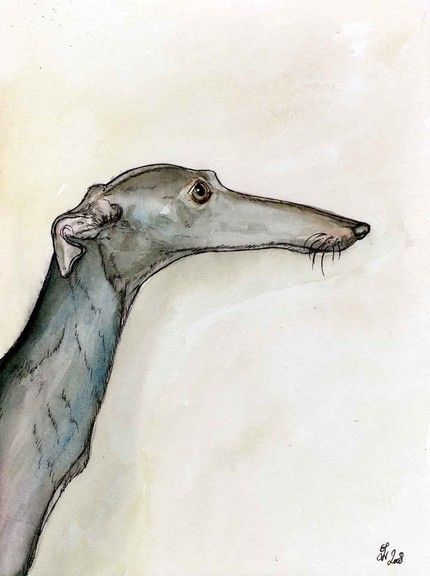 Beau profil de lévrier.                                                                                                                                                                                 Plus Greyhound Tattoo, Greyhound Art, Dog Illustration, Italian Greyhound, Arte Animal, Dog Paintings, Whippet, Dog Portraits, A Drawing