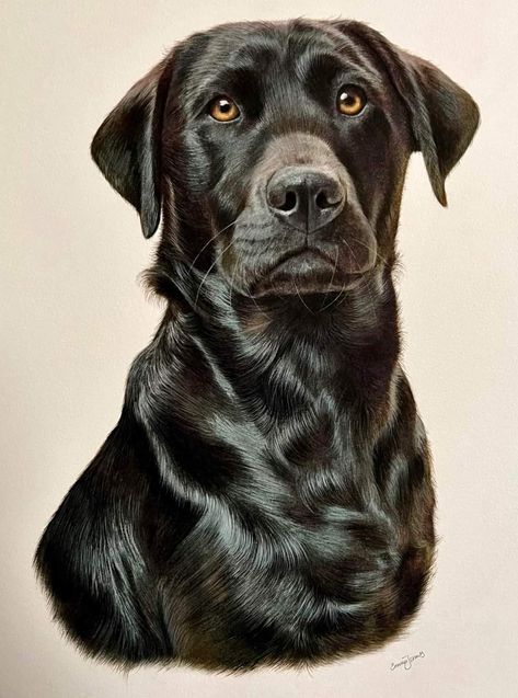 Labrador Painting, Painting Clipart, Dogs Watercolor, Dog Portraits Illustration, Watercolor Dogs, Dog Watercolor Painting, Labrador Noir, Dog Portraits Painting, Labrador Art