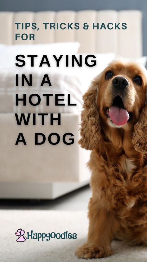 Natural Dog Remedies, Holistic Dog Care, Road Trip With Dog, Dog Friendly Vacation, Agility Training For Dogs, Dog Remedies, Dog Friendly Beach, Dog Friendly Hotels, Dog Hotel