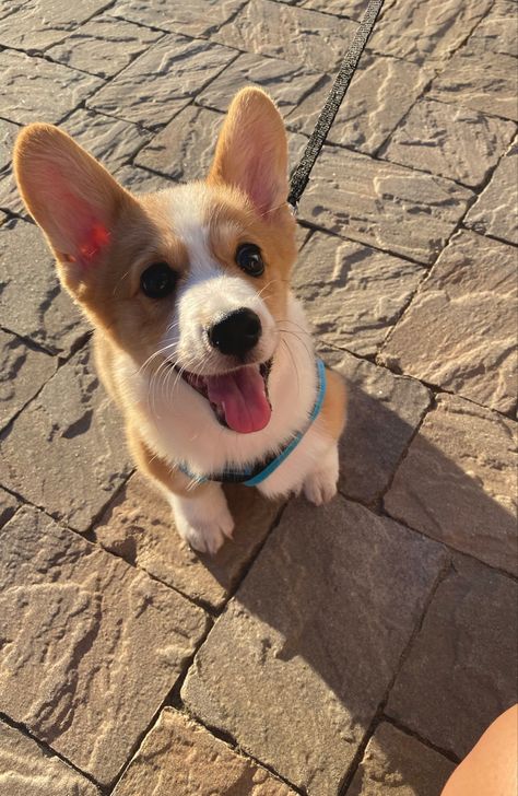 A cute light brown and white corgi breed puppy outside with tongue out Corgi Breeds, Forever Friends, Corgi Puppy, Happy Puppy, Pembroke Welsh Corgi, Welsh Corgi, Dogs And Cats, Puppy Dog, Instagram A