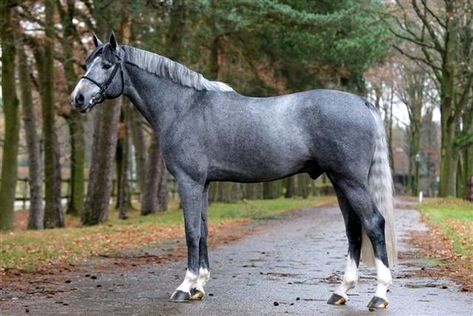 17 Warmblood Horse Breeds with Pictures - Equine Desire Swedish Warmblood, Warmblood Stallion, Horse Standing, Horse Markings, Warmblood Horses, Horse Inspiration, Most Beautiful Horses, Grey Horse, All The Pretty Horses