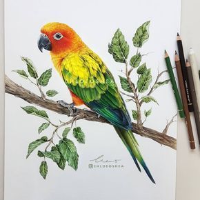 Hugo the Parakeet. Realistic Wild Animal Drawings. By Chloe O'Shea. Alexandrine Parakeet, Realistic Animal Drawings, Parrots Art, Colored Pencil Artwork, Color Pencil Art, Arte Animal, Bird Drawings, Color Pencil Drawing, Wild Animal