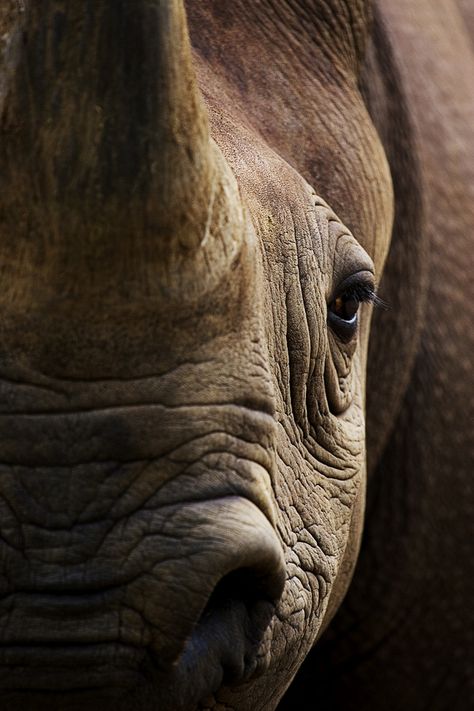 Black rhino...black beauty...how I love rhinos what a shame they are an endangered species!! Regard Animal, Save The Rhino, Safari Photo, Black Rhino, Endangered Animals, African Animals, Animal Faces, Endangered Species, Animal Planet